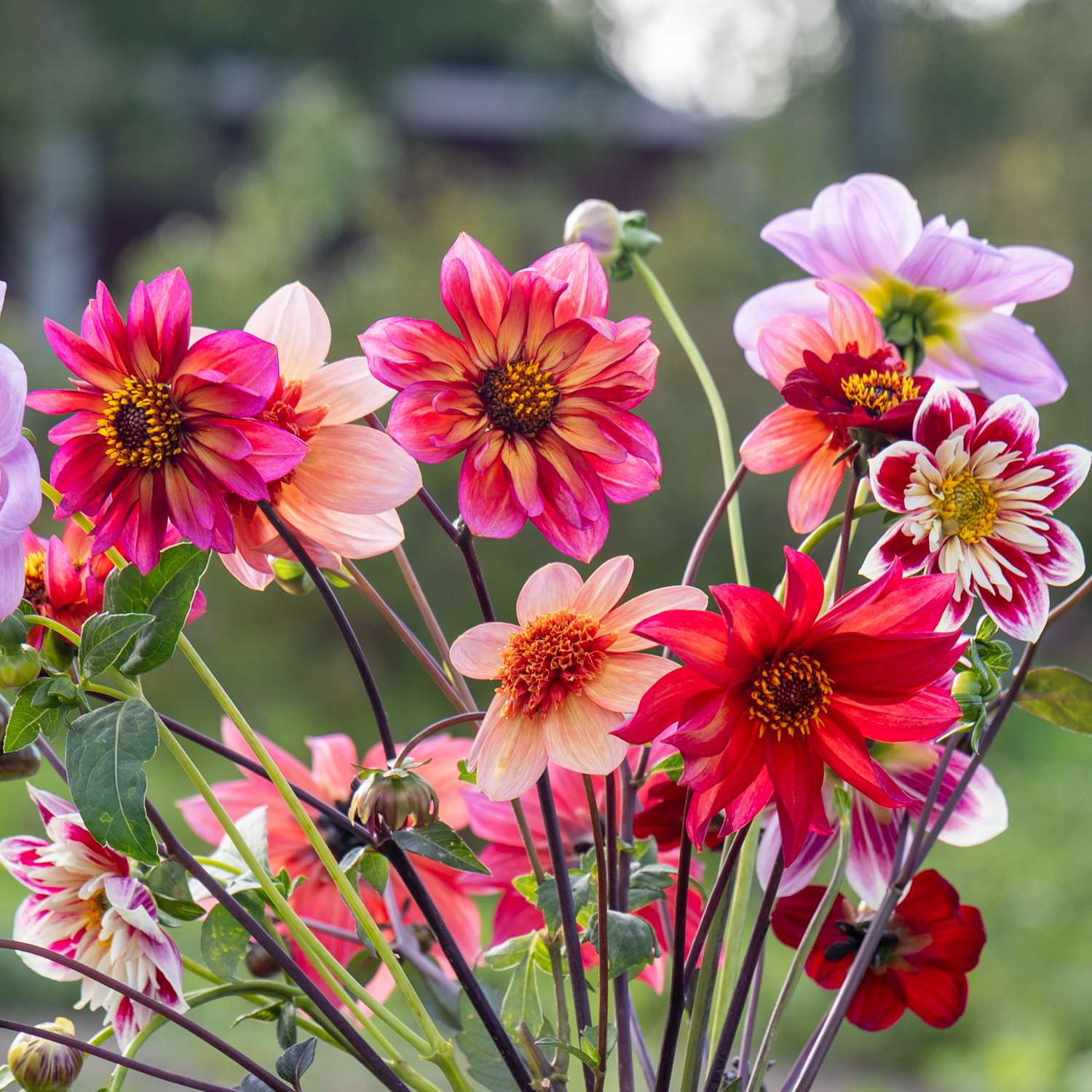 Dahlia mix 'Bees & Butterflies'